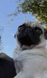 Lost Male Dog last seen Kelly drive and Roosevelt , San Antonio, TX 78214