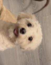 Lost Male Dog last seen Kelly dr and Roosevelt , San Antonio, TX 78214