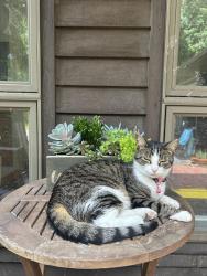 Lost Female Cat last seen Blue Mountain Parkway, Harrisburg, PA 17112