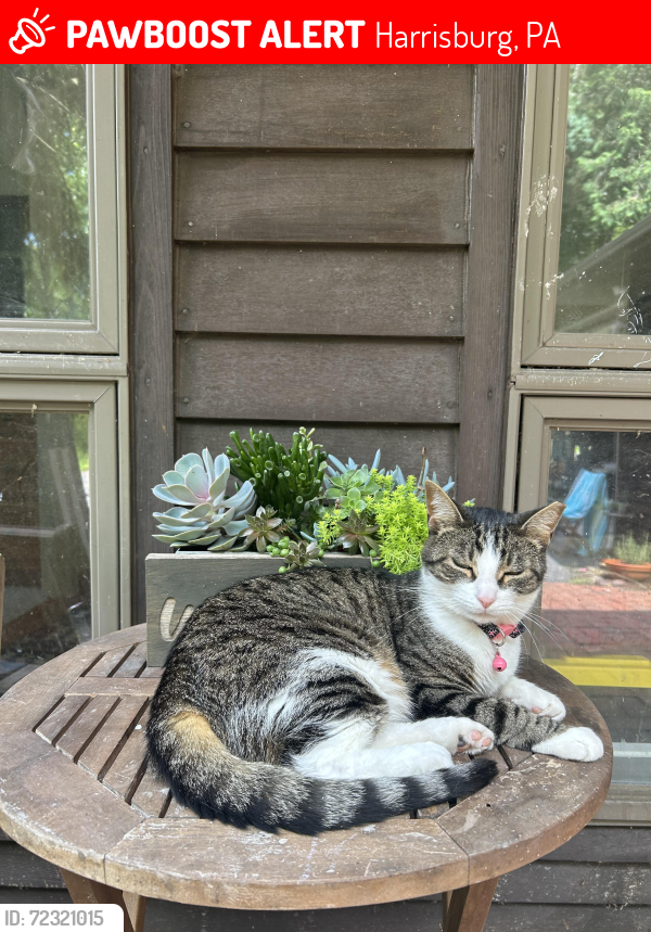 Lost Female Cat last seen Blue Mountain Parkway, Harrisburg, PA 17112