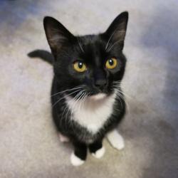 Lost Male Cat last seen St Margarets Gardens, Knaresborough, North Yorkshire, England HG5 0JX