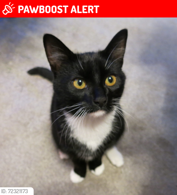 Lost Male Cat last seen St Margarets Gardens, Knaresborough, North Yorkshire, England HG5 0JX