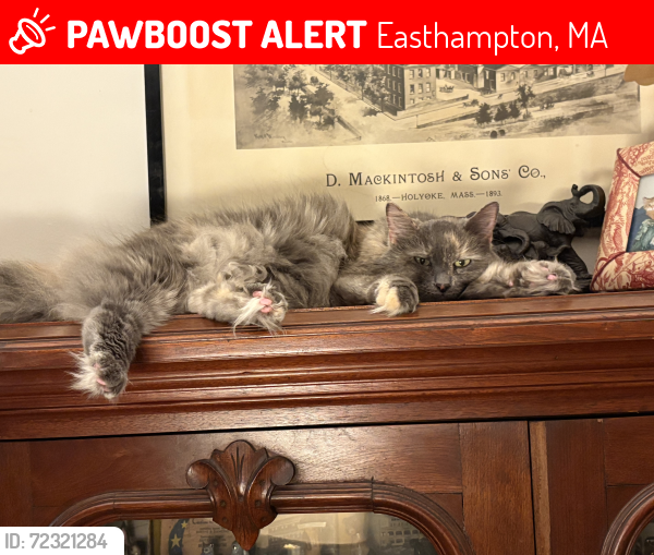 Lost Female Cat last seen Park Street, Button Road, Easthampton, MA 01027