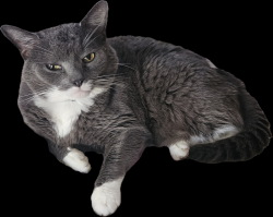 Lost Male Cat last seen 250, Cooley Road, Running Still Road, Gum Spring, VA 23065