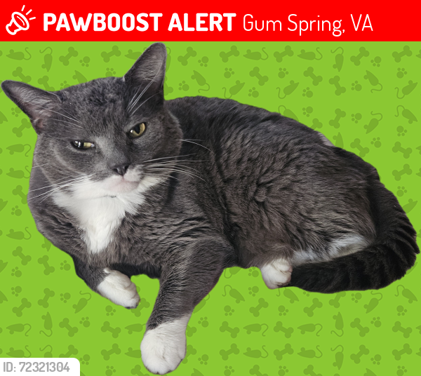 Lost Male Cat last seen 250, Cooley Road, Running Still Road, Gum Spring, VA 23065