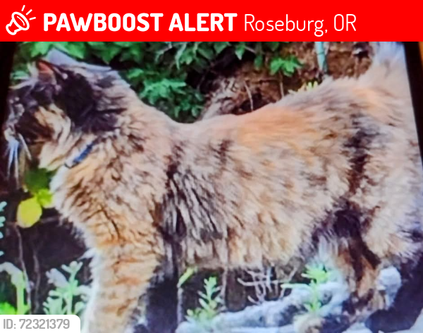 Lost Female Cat last seen Frear street i5, Roseburg, OR 97471