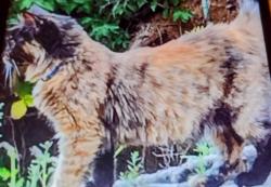 Lost Female Cat last seen Frear street i5, Roseburg, OR 97471