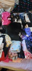 Lost Male Cat last seen Calle Juanito and Avenida Maria 92129, San Diego, CA 92129