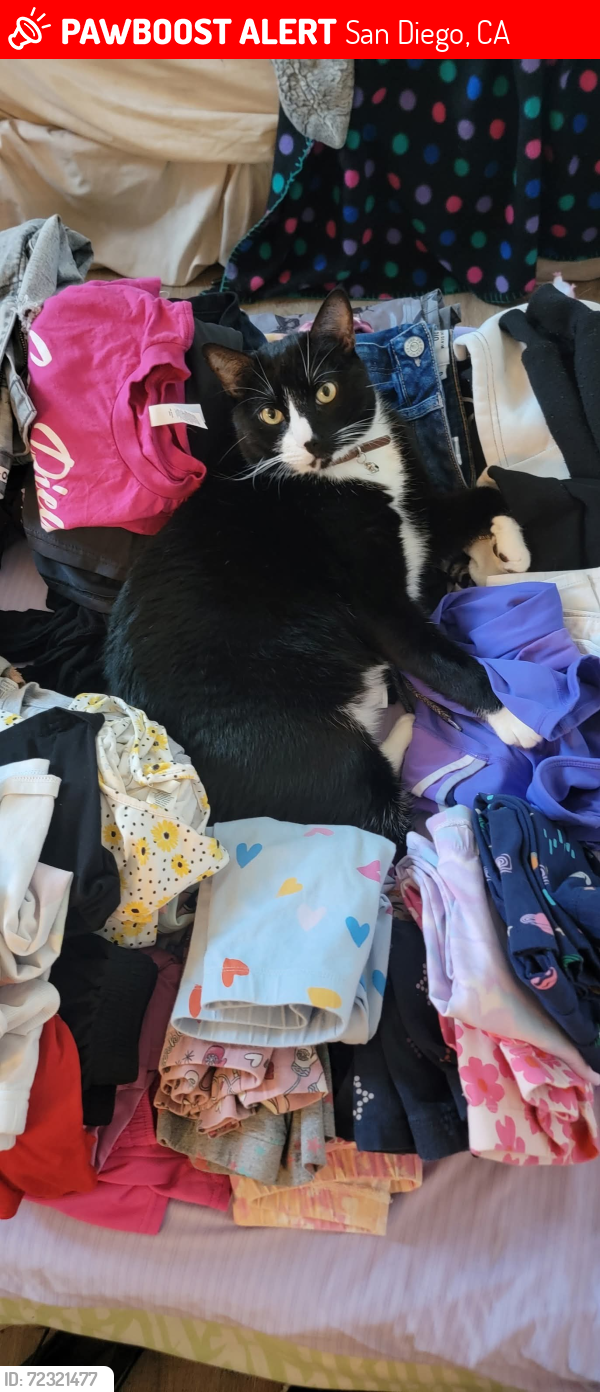 Lost Male Cat last seen Calle Juanito and Avenida Maria 92129, San Diego, CA 92129