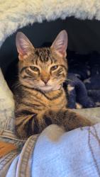 Lost Male Cat last seen Graham, Memphis, TN 38122