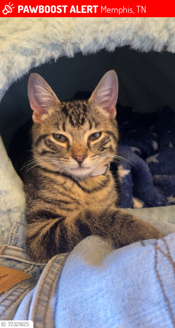 Lost Male Cat last seen Graham, Memphis, TN 38122