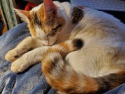 Lost Female Cat last seen Near Terwilliger Road, Chesapeake, VA 23323, Chesapeake, VA 23323