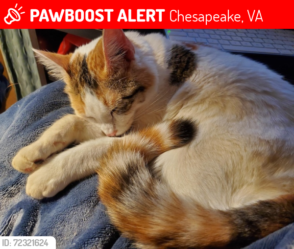 Lost Female Cat last seen Near Terwilliger Road, Chesapeake, VA 23323, Chesapeake, VA 23323