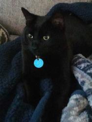 Lost Male Cat last seen N Perth Ave, Middleton, Idaho, Middleton, ID 83644