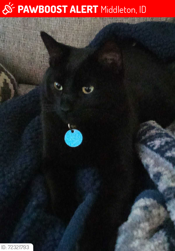 Lost Male Cat last seen N Perth Ave, Middleton, Idaho, Middleton, ID 83644