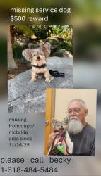 Lost Female Dog last seen Mcbride ave and Stolle Rd, Dupo, IL 62239