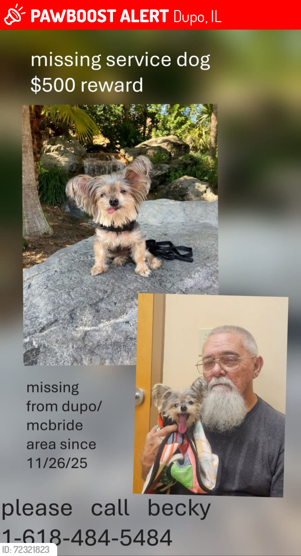 Lost Female Dog last seen Mcbride ave and Stolle Rd, Dupo, IL 62239
