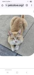 Lost Male Cat last seen Near 15th st Sarasota humane Society , Sarasota, FL 34237