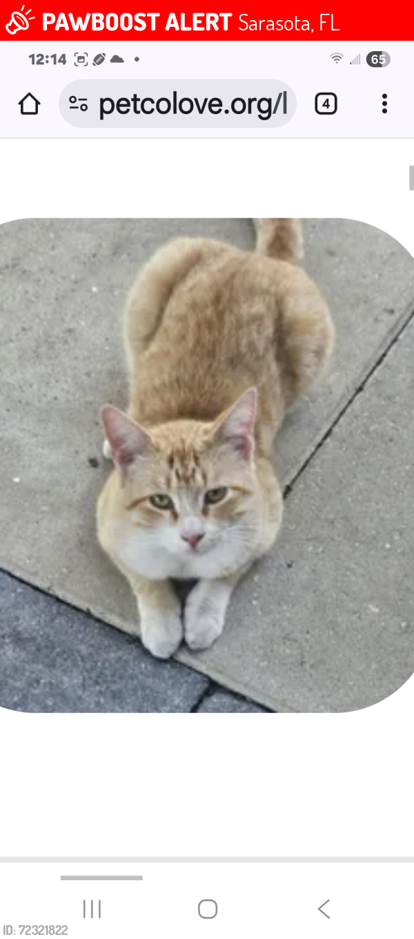Lost Male Cat last seen Near 15th st Sarasota humane Society , Sarasota, FL 34237