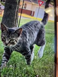 Lost Male Cat last seen Emerson Ave and sloan, Indianapolis, IN 46203