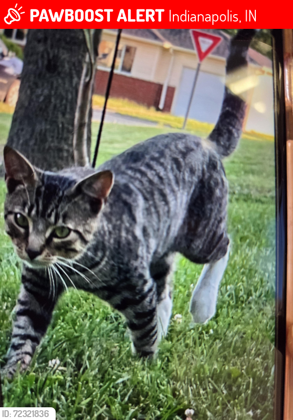 Lost Male Cat last seen Emerson Ave and sloan, Indianapolis, IN 46203