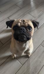Lost Male Dog last seen Nodaway, Spring, TX 77379