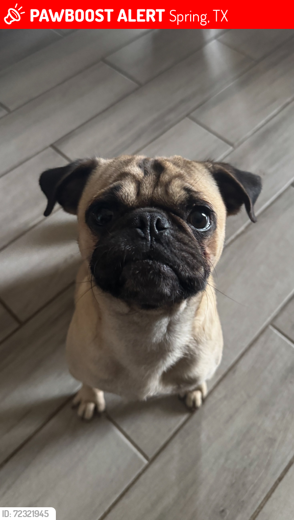 Lost Male Dog last seen Nodaway, Spring, TX 77379