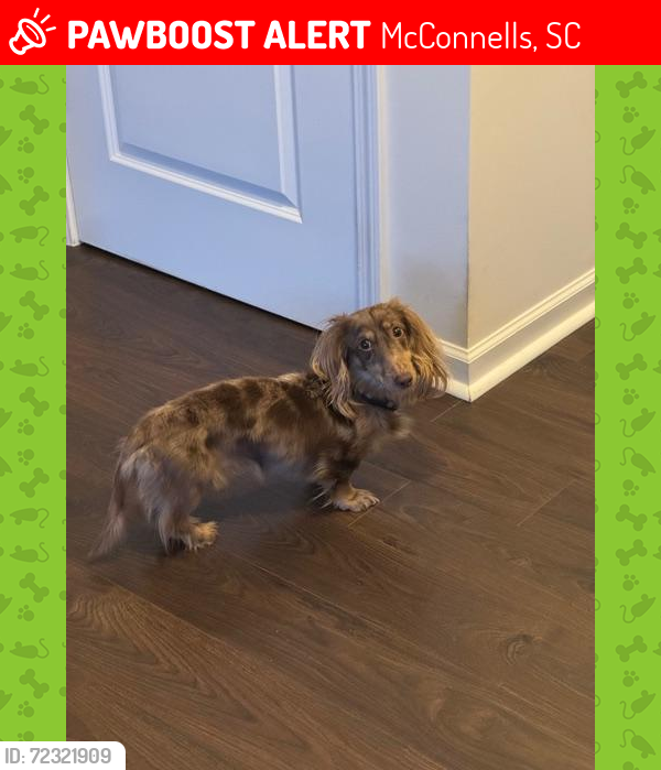 Lost Male Dog last seen McConnell Hwy and Brattonsville Rd, McConnells, SC 29726