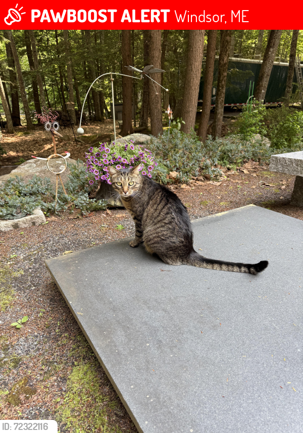 Lost Male Cat last seen End of Pierces Point Road and East Point Drive, Windsor, ME 04363