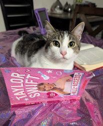 Lost Male Cat last seen Wilshire Subdivision , League City, TX 77573