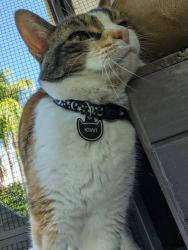 Lost Female Cat last seen Royal Ave & Sequoia Ave, Simi Valley, CA 93065