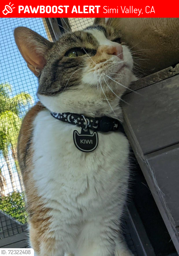 Lost Female Cat last seen Royal Ave & Sequoia Ave, Simi Valley, CA 93065