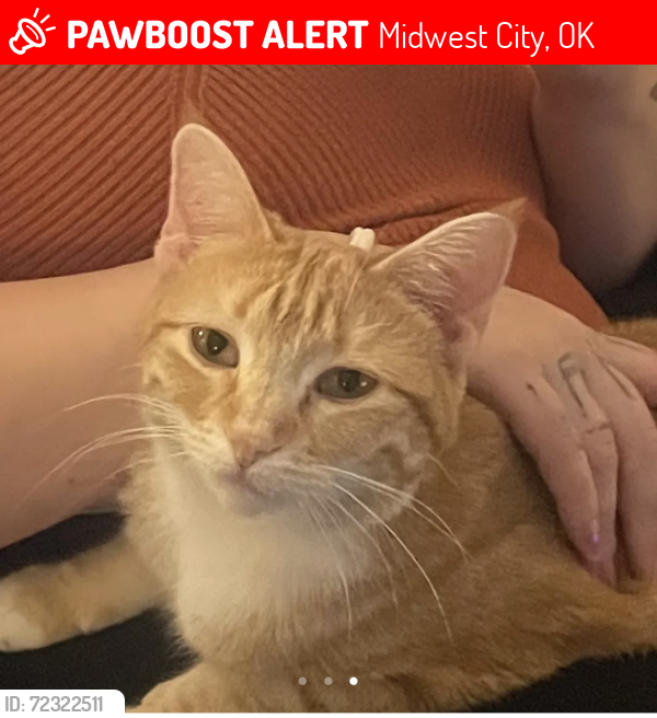 Lost Female Cat last seen Near Bonaparte Blvd , Midwest City, OK 73110