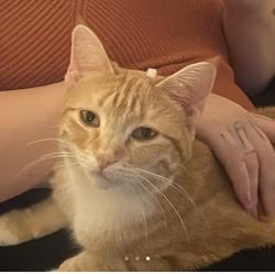 Lost Female Cat last seen Near Bonaparte Blvd , Midwest City, OK 73110