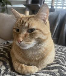 Lost Male Cat last seen S 258th Ct and 15 th Pl S, Des Moines, WA 98198
