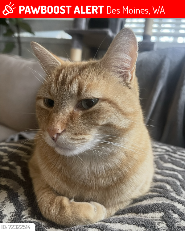 Lost Male Cat last seen S 258th Ct and 15 th Pl S, Des Moines, WA 98198