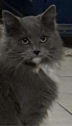 Lost Male Cat last seen Stewart and Linn, Sunrise Manor, NV 89156