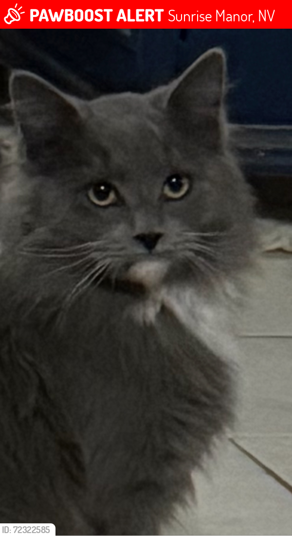 Lost Male Cat last seen Stewart and Linn, Sunrise Manor, NV 89156