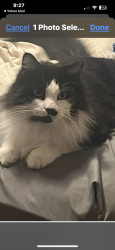 Lost Male Cat last seen Dead end street, Homosassa Springs, FL 34448