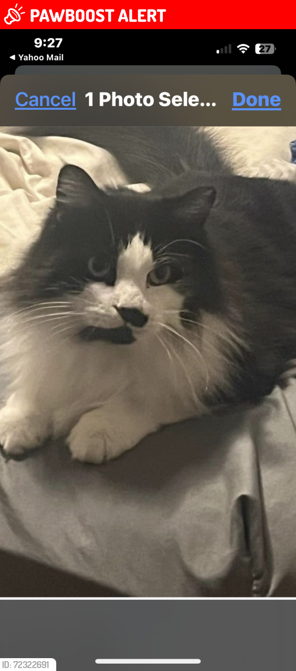 Lost Male Cat last seen Dead end street, Homosassa Springs, FL 34448