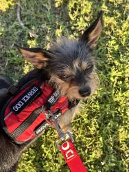 Lost Male Dog last seen Hillcroft, Houston, TX 77035