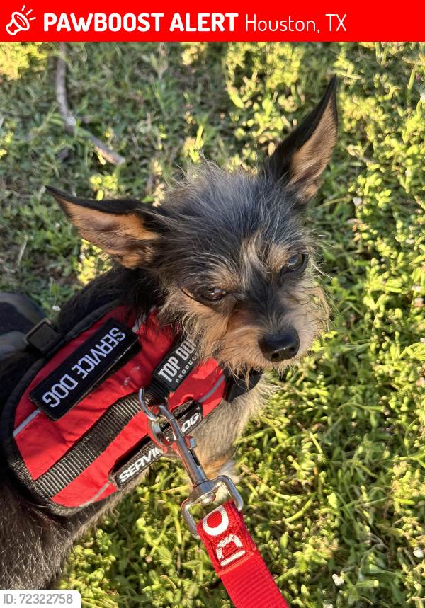 Lost Male Dog last seen Hillcroft, Houston, TX 77035