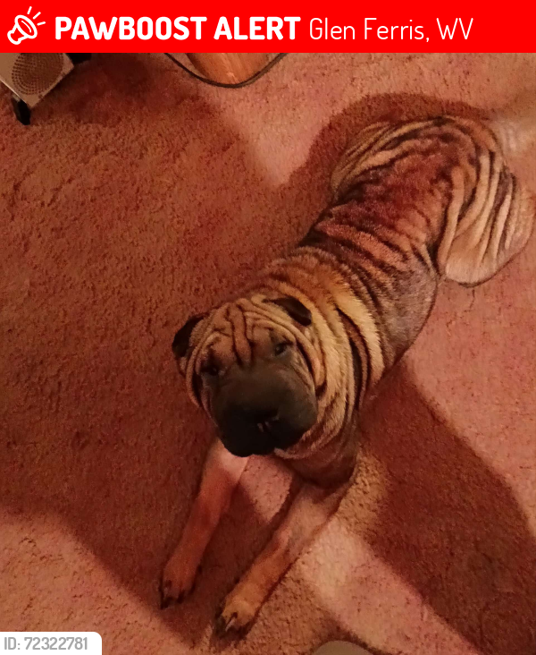 Lost Female Dog last seen Glen Ferris loop , Glen Ferris, WV 25085