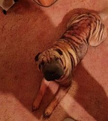 Lost Female Dog last seen Glen Ferris loop , Glen Ferris, WV 25085
