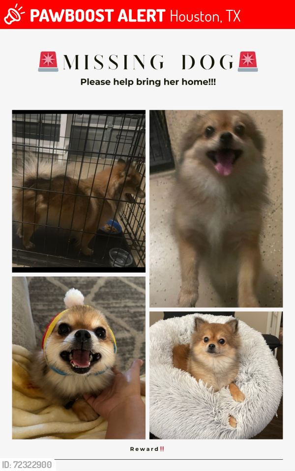 Lost Female Dog last seen Silverglen North Subdivision , Houston, TX 77014
