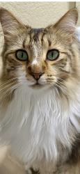 Lost Male Cat last seen Country Meadow, Lakehills, TX 78063