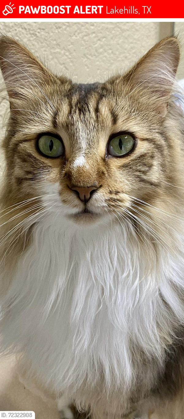 Lost Male Cat last seen Country Meadow, Lakehills, TX 78063