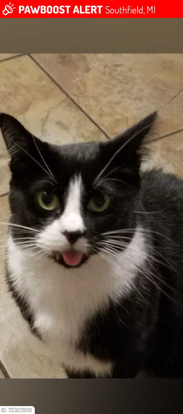Lost Male Cat last seen Bet 8/9 mile & Southfield/Evergreen, Southfield, MI 48075