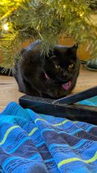 Lost Female Cat last seen Corner of A and C Streets SLC, Salt Lake City, UT 84114