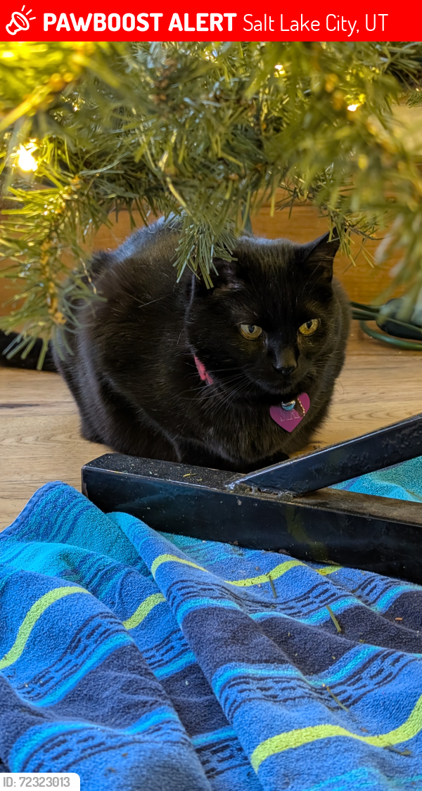 Lost Female Cat last seen Corner of A and C Streets SLC, Salt Lake City, UT 84114
